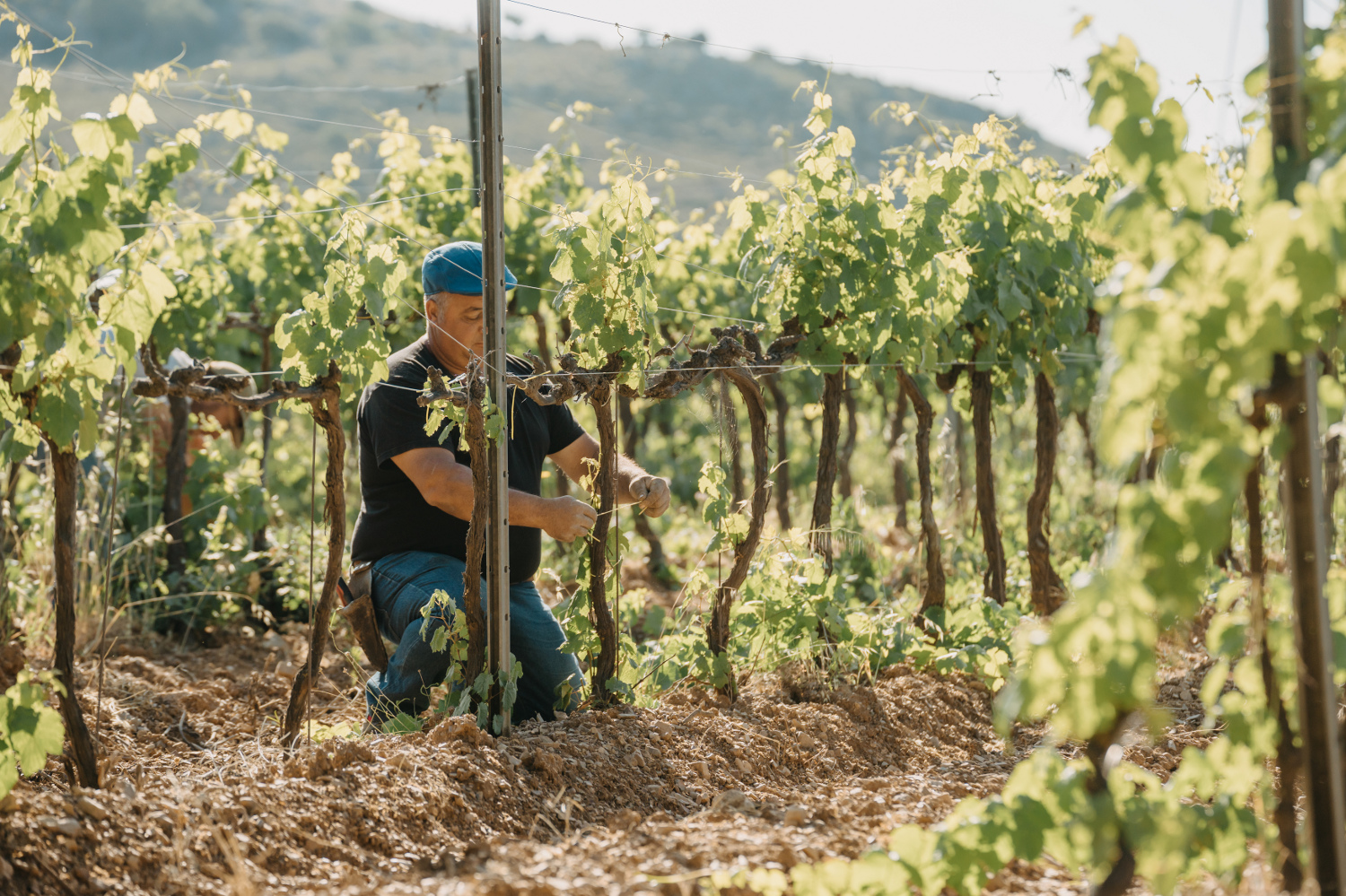Baglio di Pianetto grapes